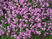 foto Gartenblumen Vergissmeinnicht, Myosotis rosa
