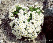 photo Garden Flowers Forget-me-not, Myosotis white