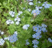 foto Gartenblumen Vergissmeinnicht, Myosotis hellblau