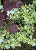 photo Garden Flowers Water Primrose, Marsh Purslane, Marsh Seedbox, Myosotis palustris light blue