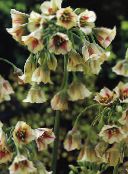 foto Gartenblumen Mediterranes Glocken, Sizilianische Honig Lilie, Zierlauch, Sizilianische Knoblauch, Nectaroscordum gelb