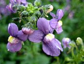 photo Garden Flowers Cape Jewels, Nemesia purple