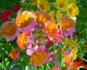 photo Garden Flowers Cape Jewels, Nemesia orange
