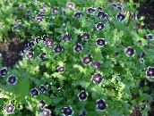 photo Garden Flowers Nemophila, Baby Blue-eyes black