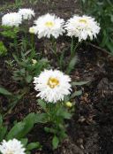 foto Gartenblumen Ox-Eye Daisy, Shasta Gänseblümchen, Feld Gänseblümchen, Margerite, Mond Daisy, Leucanthemum weiß