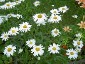 foto Gartenblumen Ox-Eye Daisy, Shasta Gänseblümchen, Feld Gänseblümchen, Margerite, Mond Daisy, Leucanthemum weiß