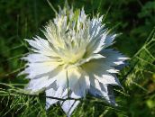 foto Gartenblumen Liebe-In-Ein-Nebel, Nigella damascena weiß