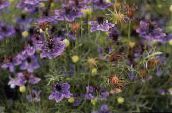 foto Gartenblumen Liebe-In-Ein-Nebel, Nigella damascena lila