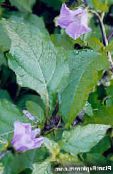 foto Gartenblumen Shoofly Pflanze, Apfel Von Peru, Nicandra physaloides flieder