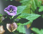 foto Gartenblumen Shoofly Pflanze, Apfel Von Peru, Nicandra physaloides lila