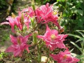 photo Garden Flowers Columbine flabellata, European columbine, Aquilegia pink