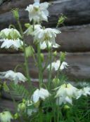 photo Garden Flowers Columbine flabellata, European columbine, Aquilegia white