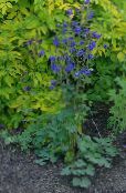 photo Garden Flowers Columbine flabellata, European columbine, Aquilegia blue