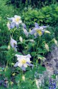 photo Garden Flowers Columbine flabellata, European columbine, Aquilegia light blue