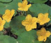 foto Gartenblumen Schwimmenden Herzen, Wasser Rand, Gelb Wasser Schneeflocke, Nymphoides gelb