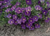photo  Cup Flower, Nierembergia purple