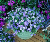 photo  Cup Flower, Nierembergia light blue