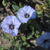 photo Garden Flowers Nolana light blue