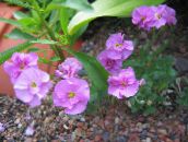 photo Garden Flowers Aubrieta, Rock Cress pink