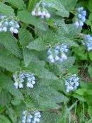 foto Gartenblumen Beinwell, Symphytum hellblau