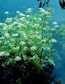 photo Garden Flowers Water Celery, Water Parsley, Water Dropwort, Oenanthe white