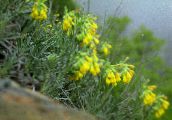 foto Gartenblumen Goldenen Tropfen, Onosma gelb