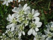 foto  Minoischen Spitze, Weiße Spitze-Blumen, Orlaya weiß