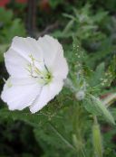 foto Gartenblumen Weiße Hahnenfuß, Blassen Nachtkerze, Oenothera weiß