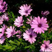 photo Garden Flowers African Daisy, Cape Daisy, Osteospermum pink