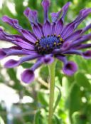 photo Garden Flowers African Daisy, Cape Daisy, Osteospermum purple