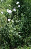 foto Gartenblumen Ostrowskia, Ostrowskia magnifica weiß