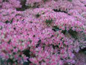 foto Gartenblumen Showy Fetthenne, Hylotelephium spectabile flieder