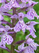 Knabenkraut, Gefleckte Orchideen