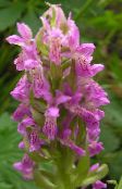 photo Garden Flowers Marsh Orchid, Spotted Orchid, Dactylorhiza pink
