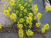 foto Gartenblumen Korb Mit Gold, Alyssum gelb