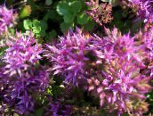 photo Garden Flowers Stonecrop, Sedum lilac