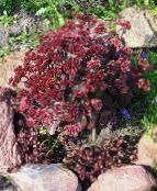 ფოტო ბაღის ყვავილები Stonecrop, Sedum შინდისფერი