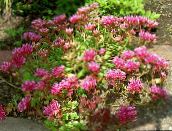 foto Gartenblumen Mauerpfeffer, Sedum rosa