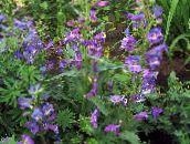 foto Gartenblumen Ausläufer Penstemon, Chaparral Penstemon, Bunchleaf Penstemon, Penstemon x hybr, lila