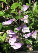 foto Gartenblumen Östlichen Penstemon, Behaarte Beardtongue flieder