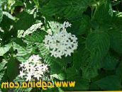 foto I fiori da giardino Egiziano Fiore Stella, Ammasso Stellare Egiziano, Pentas bianco