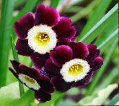 foto Gartenblumen Primel, Primula weinig