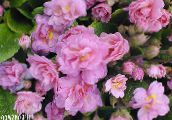 photo Garden Flowers Primrose, Primula pink