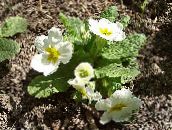 foto Gartenblumen Primel, Primula weiß