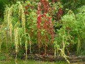 foto Gartenblumen Amaranthus, Liebe-Lügen-Blutungen, Kiwicha, Amaranthus caudatus weiß