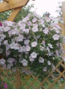 foto Gartenblumen Petunie, Petunia weiß
