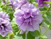 photo Garden Flowers Petunia lilac