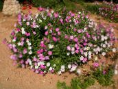 foto Gartenblumen Petunie, Petunia rosa
