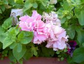 foto Gartenblumen Petunie, Petunia rosa