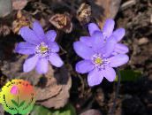 foto Gartenblumen Leberblümchen, Leberblümchen Roundlobe, Hepatica nobilis, Anemone hepatica flieder